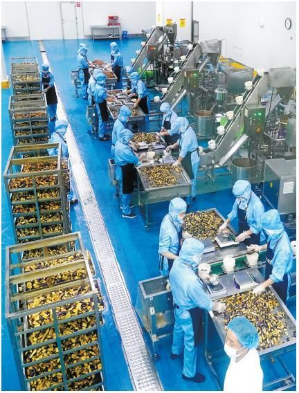 12月20日，在安康及食雨食品有限公司生产车间，工人在流水线上将蔬菜加工成料理包。