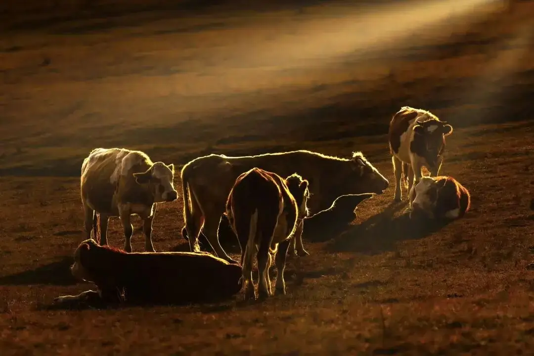 摄影作品展板设计_摄影比赛作品点评_原创摄影作品投稿指南