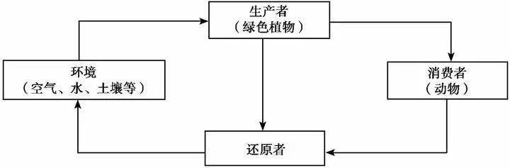 生态系统的物质循环导学案_互联网生态平衡_生态系统规律