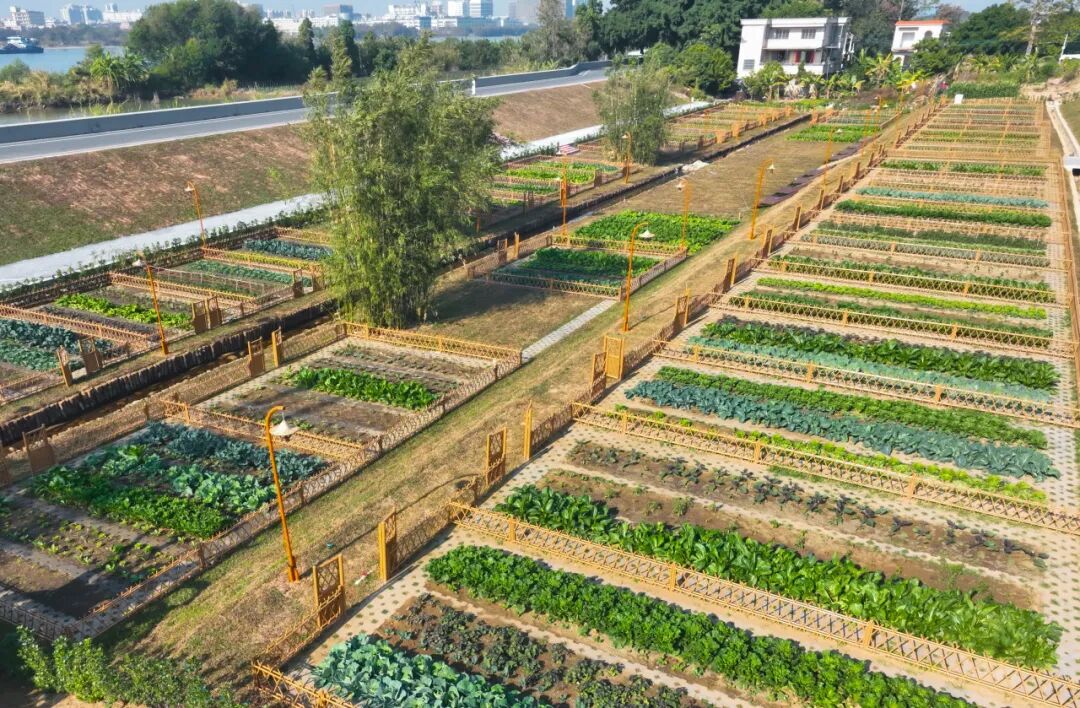 生态农业产业园规划_南沙生物谷生态农业体验区_南沙生物谷滨水带景观提升项目