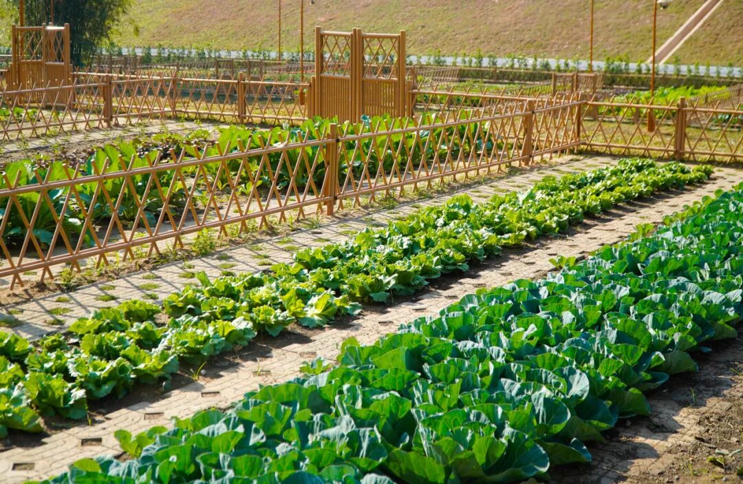 南沙生物谷滨水带景观提升项目_生态农业产业园规划_南沙生物谷生态农业体验区