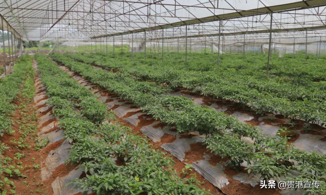 撂荒地改造农业种植基地_工厂化订单式农业种植基地_生态农业产业园规划