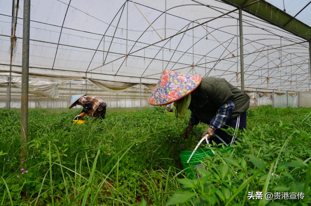 生态农业产业园规划_工厂化订单式农业种植基地_撂荒地改造农业种植基地