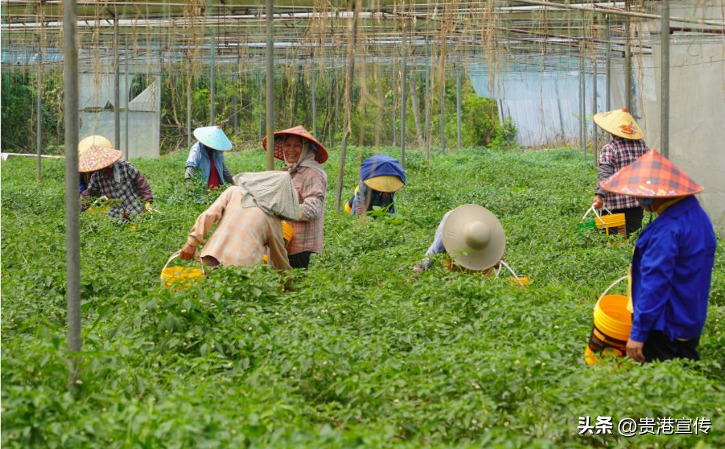 撂荒地改造农业种植基地_工厂化订单式农业种植基地_生态农业产业园规划