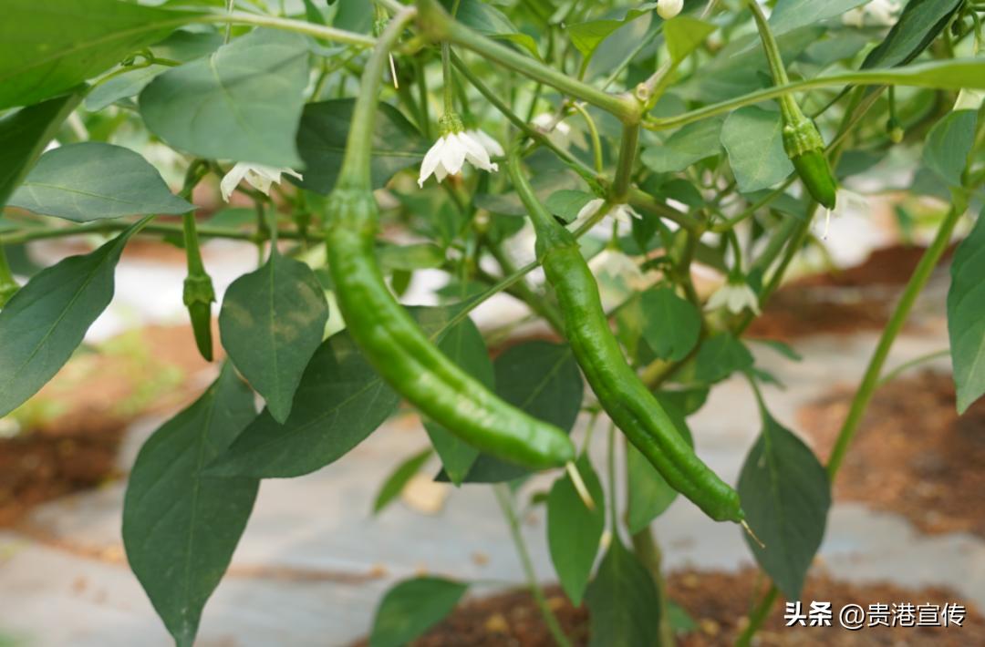 工厂化订单式农业种植基地_生态农业产业园规划_撂荒地改造农业种植基地