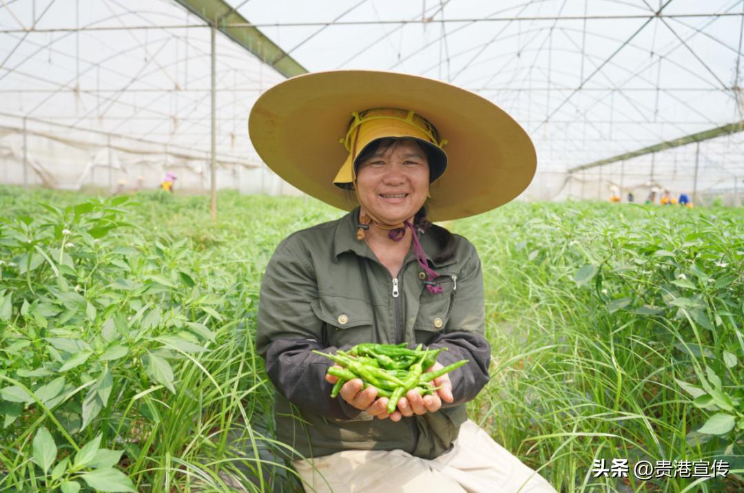 工厂化订单式农业种植基地_撂荒地改造农业种植基地_生态农业产业园规划