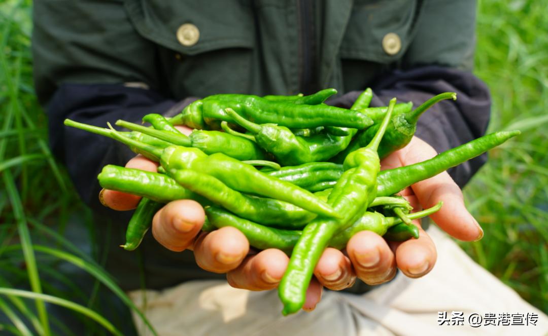工厂化订单式农业种植基地_撂荒地改造农业种植基地_生态农业产业园规划
