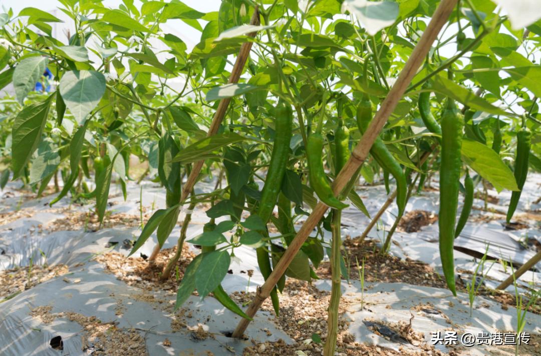 生态农业产业园规划_工厂化订单式农业种植基地_撂荒地改造农业种植基地