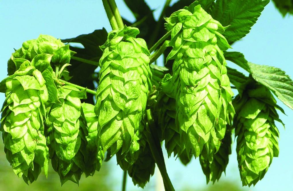 德国啤酒纯酿法令_啤酒按麦芽汁浓度可分为_德国啤酒文化