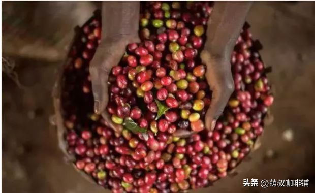 耶加雪啡孕妇能喝_耶加雪菲咖啡特点_耶加雪菲产地海拔