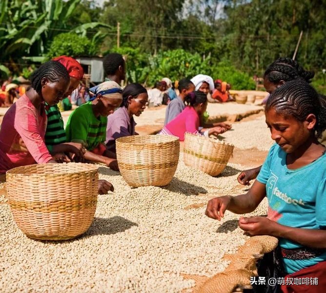 耶加雪菲咖啡特点_耶加雪啡孕妇能喝_耶加雪菲产地海拔