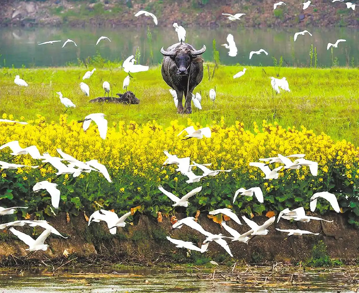 沙湖国家湿地公园介绍_沙湖湿地旅游攻略_东沙湖生态公园 地图