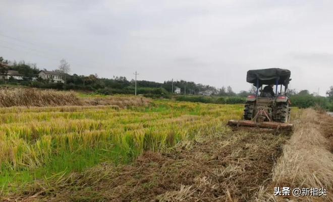 澧县大堰垱镇秸秆综合利用_秸秆如何利用_低茬收割粉碎还田技术
