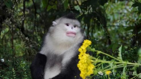 滇西北香格里拉生态旅游区_迪庆香格里拉19℃夏季旅游_丽香铁路暑期文旅盛典