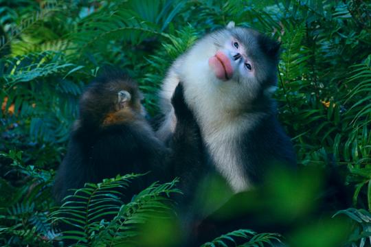 梅里雪山国家公园景点介绍_迪庆藏族自治州旅游攻略_滇西北香格里拉生态旅游区