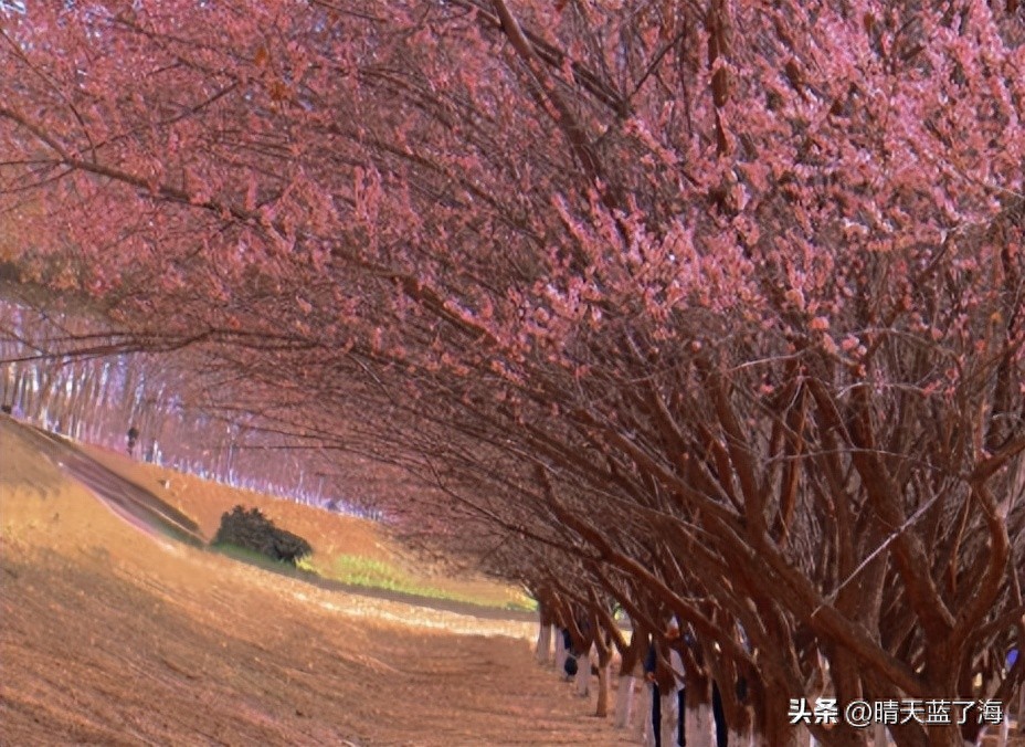 河堤路梅花秘境拍照打卡_西安漕渭驿梅花赏花攻略_西安渭河生态景观区