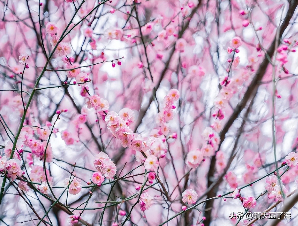 西安漕渭驿梅花赏花攻略_西安渭河生态景观区_河堤路梅花秘境拍照打卡