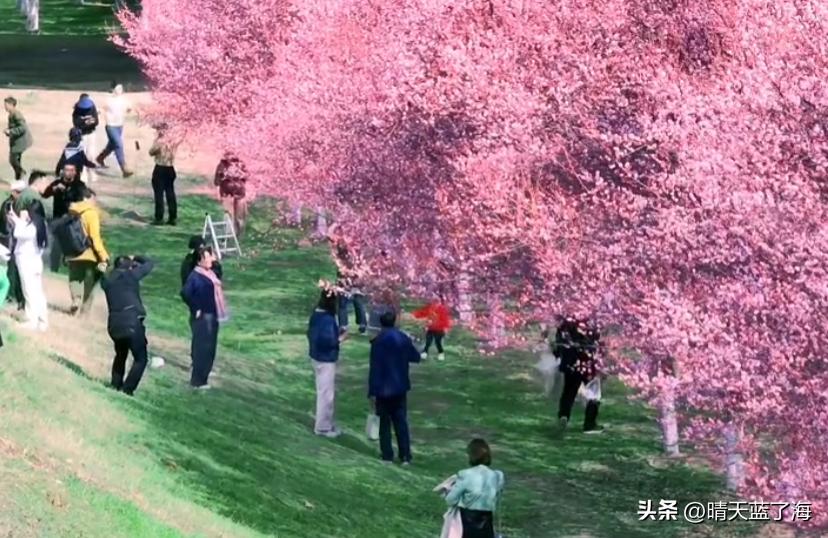 西安漕渭驿梅花赏花攻略_西安渭河生态景观区_河堤路梅花秘境拍照打卡
