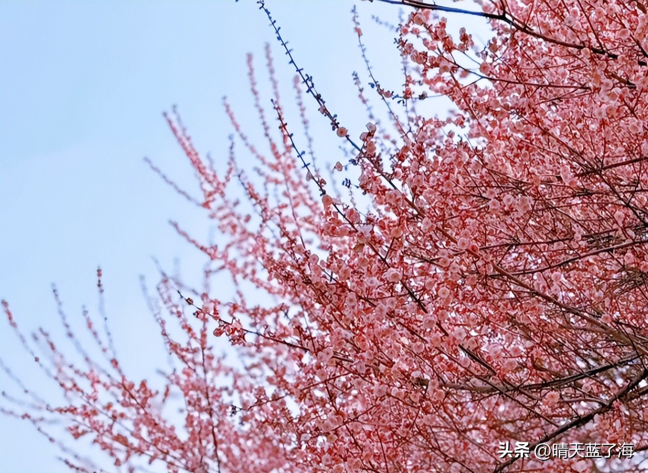 河堤路梅花秘境拍照打卡_西安渭河生态景观区_西安漕渭驿梅花赏花攻略