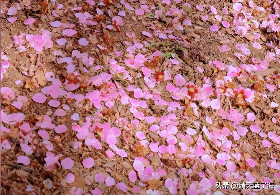 西安漕渭驿梅花赏花攻略_西安渭河生态景观区_河堤路梅花秘境拍照打卡