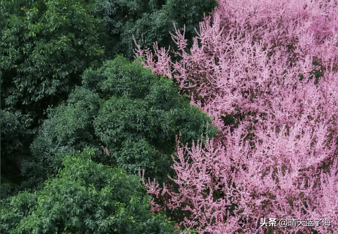 西安渭河生态景观区_西安漕渭驿梅花赏花攻略_河堤路梅花秘境拍照打卡