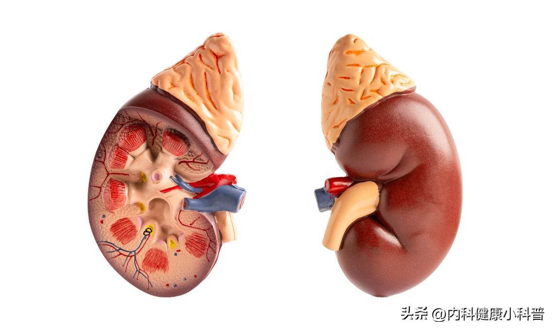 长期喝黑枸杞皮肤好得不得了_黑枸杞补肾护眼功效_黑枸杞花青素抗氧化作用