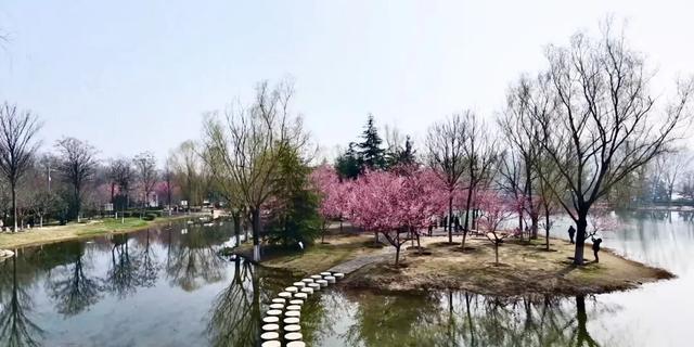西安地铁14号线 渭河 湿地公园_西安渭河生态景观区_西安湖 紫薇湖 春季赏花