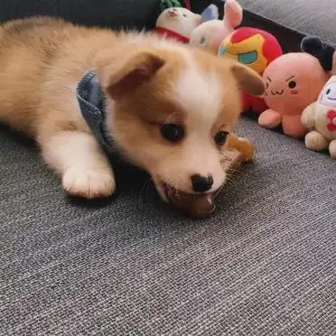 狗笼围栏厕所训练方法_幼犬定点大小便训练攻略_狗狗训练大小便要几天