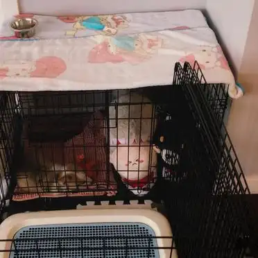 狗狗训练大小便要几天_幼犬定点大小便训练攻略_狗笼围栏厕所训练方法