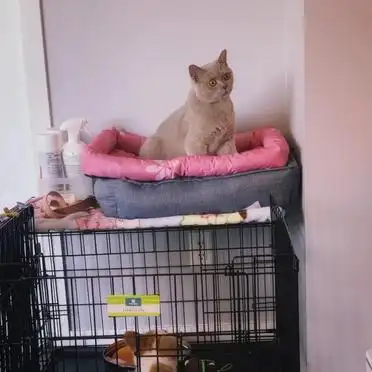 幼犬定点大小便训练攻略_狗狗训练大小便要几天_狗笼围栏厕所训练方法