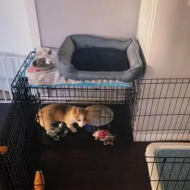 狗笼围栏厕所训练方法_幼犬定点大小便训练攻略_狗狗训练大小便要几天