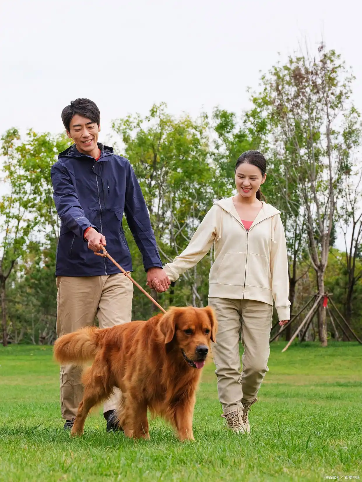 训练狗狗定点大小便方法_幼犬定点大小便训练技巧_狗狗训练大小便要几天
