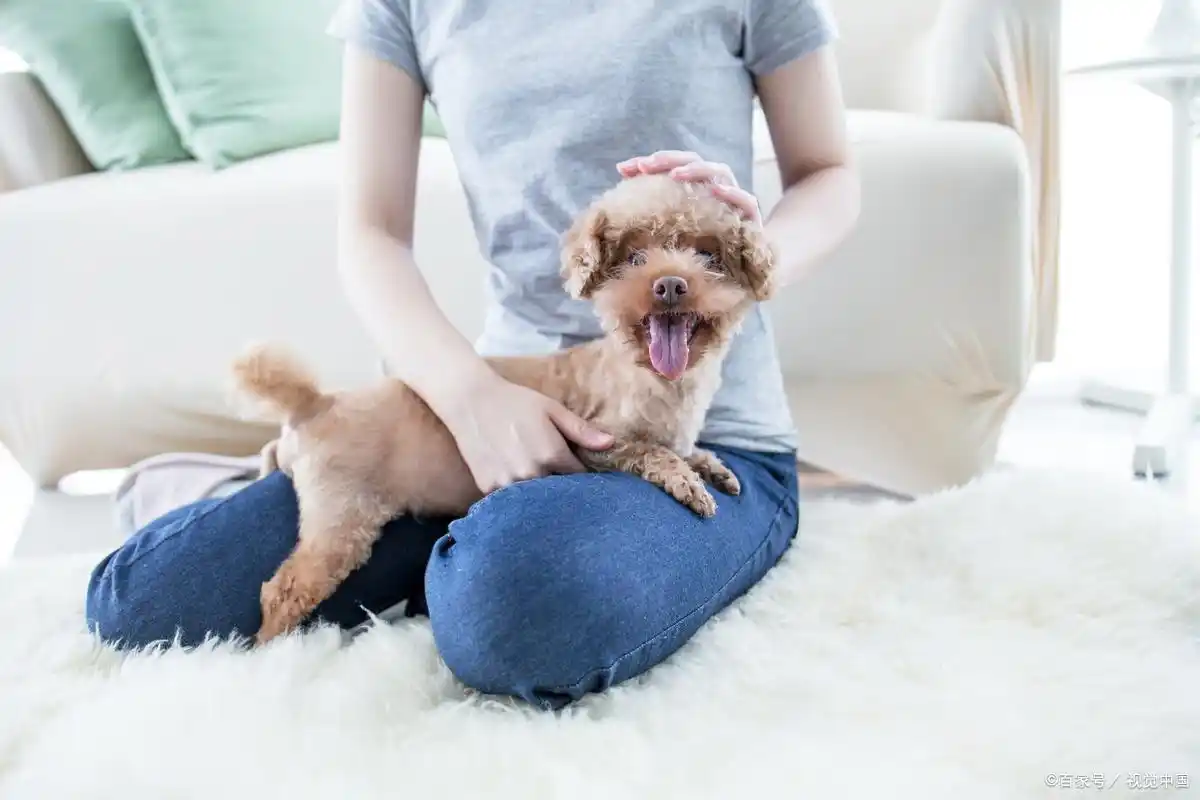 训练狗狗定点大小便方法_幼犬定点大小便训练技巧_狗狗训练大小便要几天