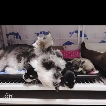 狗狗定点大小便训练_如何训练狗狗定点上厕所_狗狗训练大小便要几天