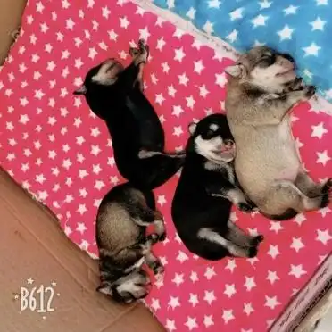 如何训练狗狗定点上厕所_狗狗训练大小便要几天_狗狗定点大小便训练