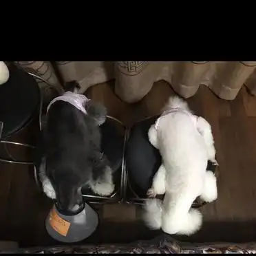 如何训练狗狗定点上厕所_狗狗训练大小便要几天_狗狗定点大小便训练