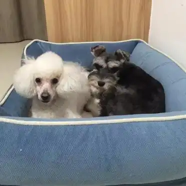 狗狗定点大小便训练_如何训练狗狗定点上厕所_狗狗训练大小便要几天