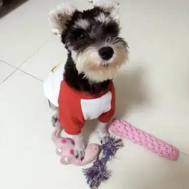 狗狗定点大小便训练_如何训练狗狗定点上厕所_狗狗训练大小便要几天