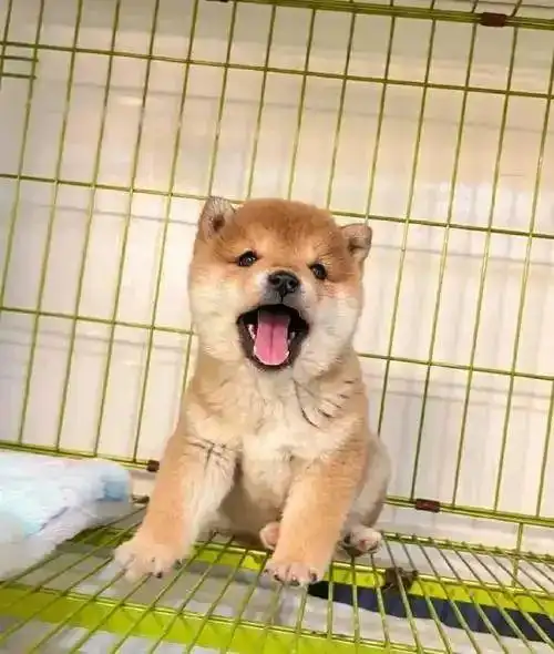 狗狗训练大小便要几天_科学方法培养狗狗定点如厕_幼犬排便训练黄金期