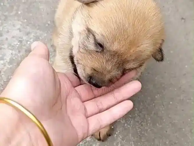 狗狗训练大小便要几天_幼犬排便训练黄金期_科学方法培养狗狗定点如厕