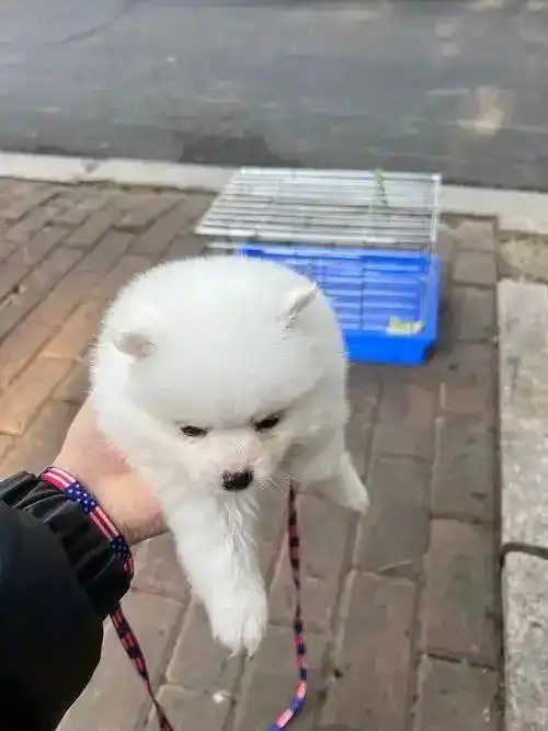 幼犬排便训练黄金期_狗狗训练大小便要几天_科学方法培养狗狗定点如厕