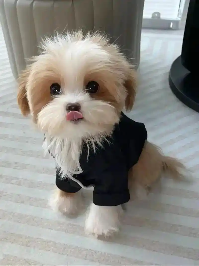 幼犬排便训练黄金期_科学方法培养狗狗定点如厕_狗狗训练大小便要几天