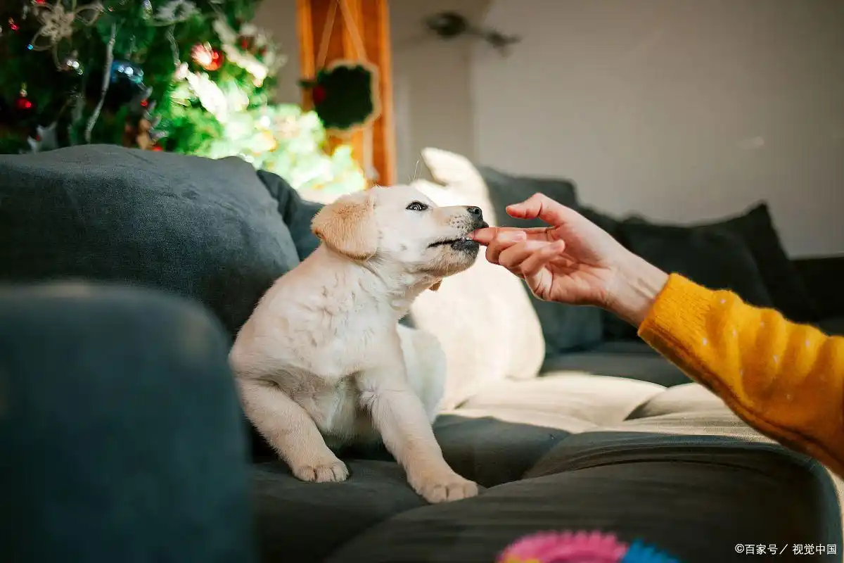 狗狗训练大小便要几天_科学方法引导狗狗如厕_幼犬定点排便训练