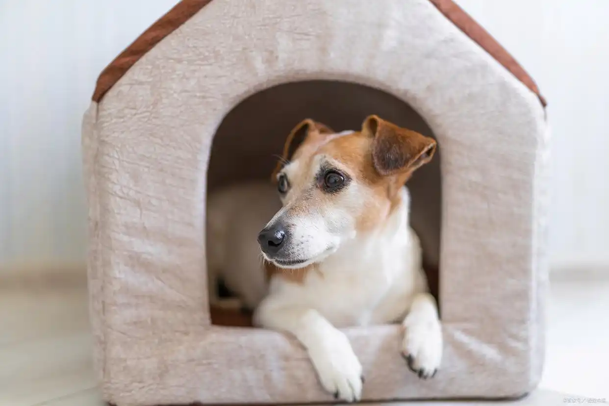 幼犬定点排便训练_科学方法引导狗狗如厕_狗狗训练大小便要几天