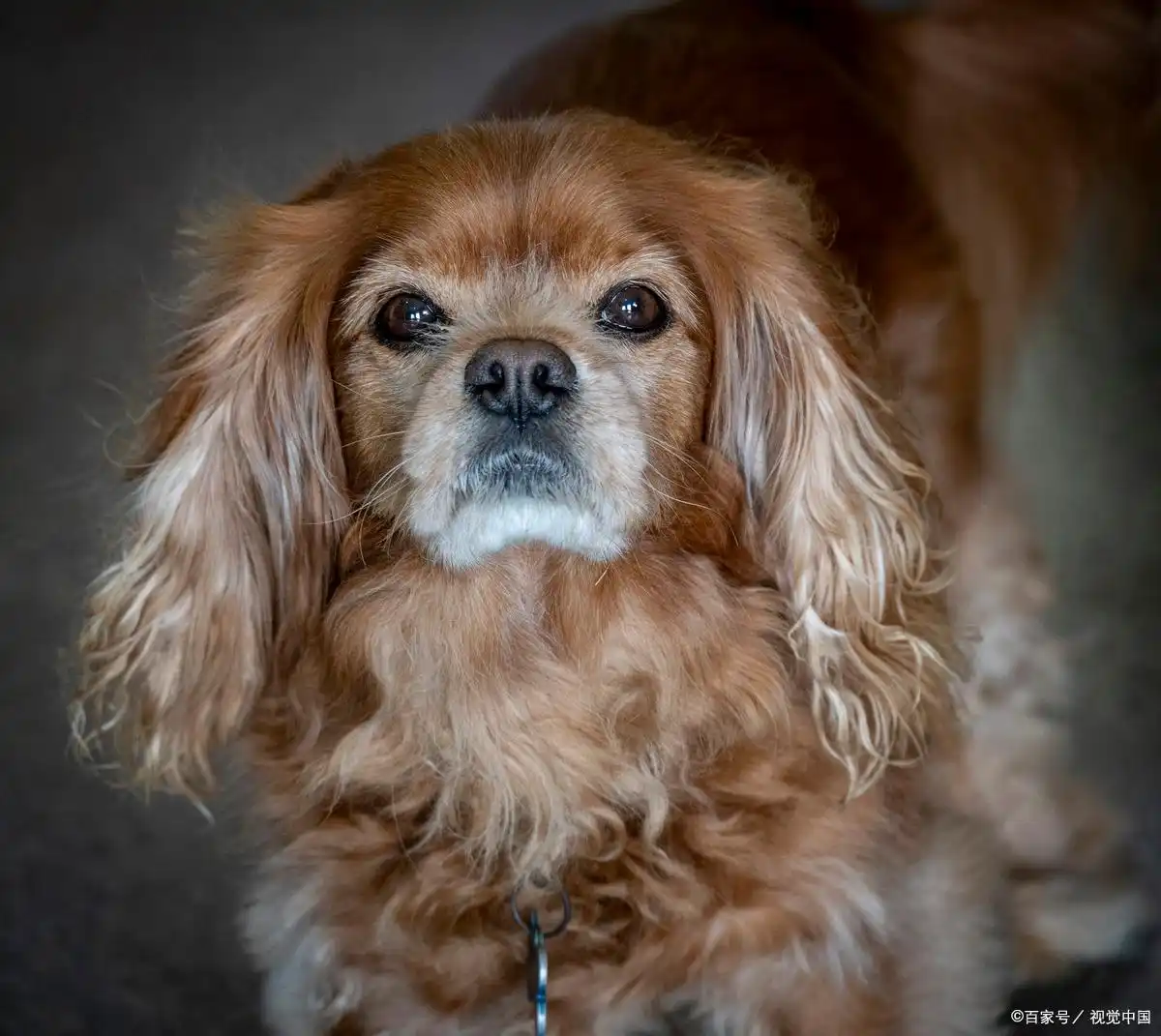 养狗定点如厕训练法_狗子5天学会上厕所教程_狗狗训练大小便要几天