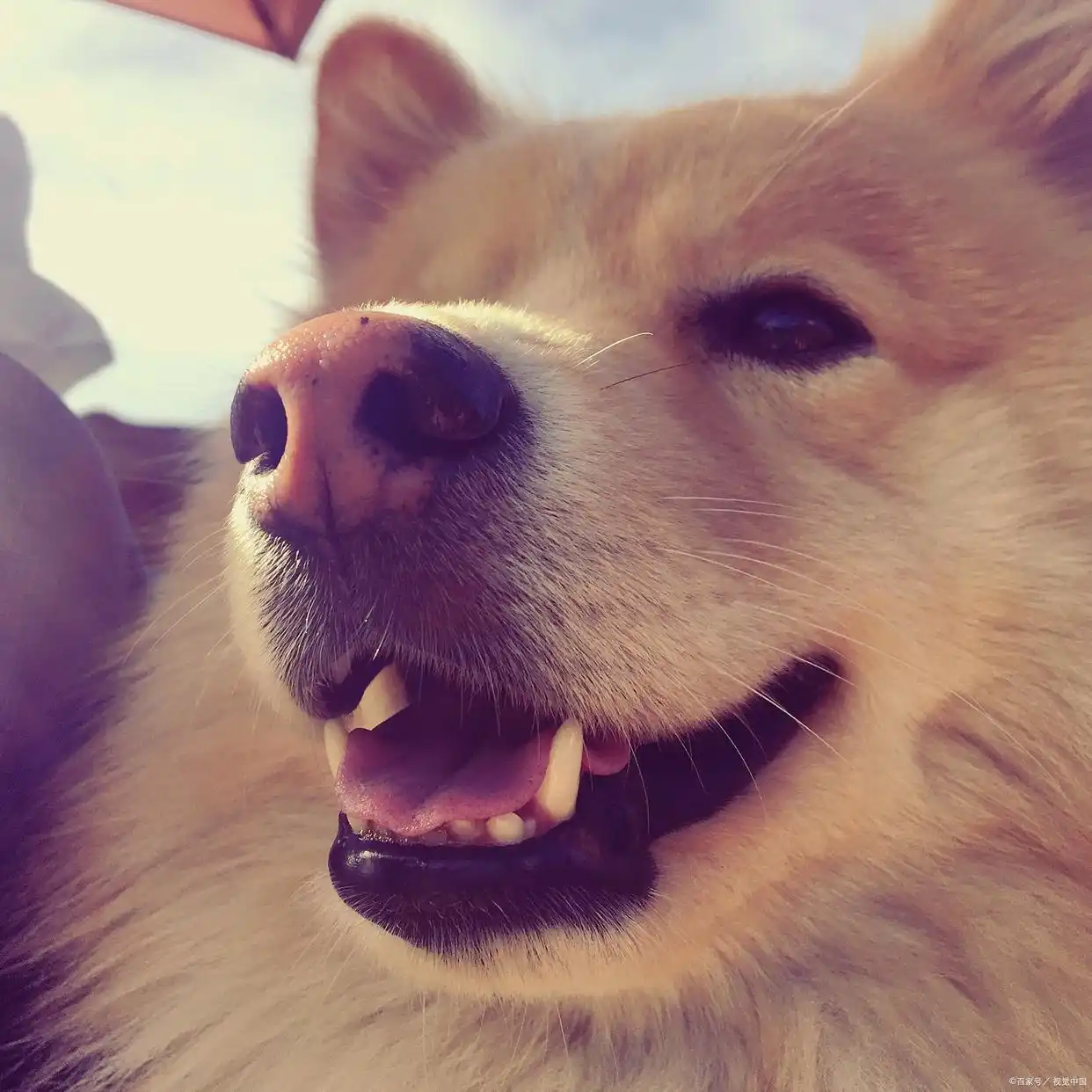 养狗定点如厕训练法_狗狗训练大小便要几天_狗子5天学会上厕所教程