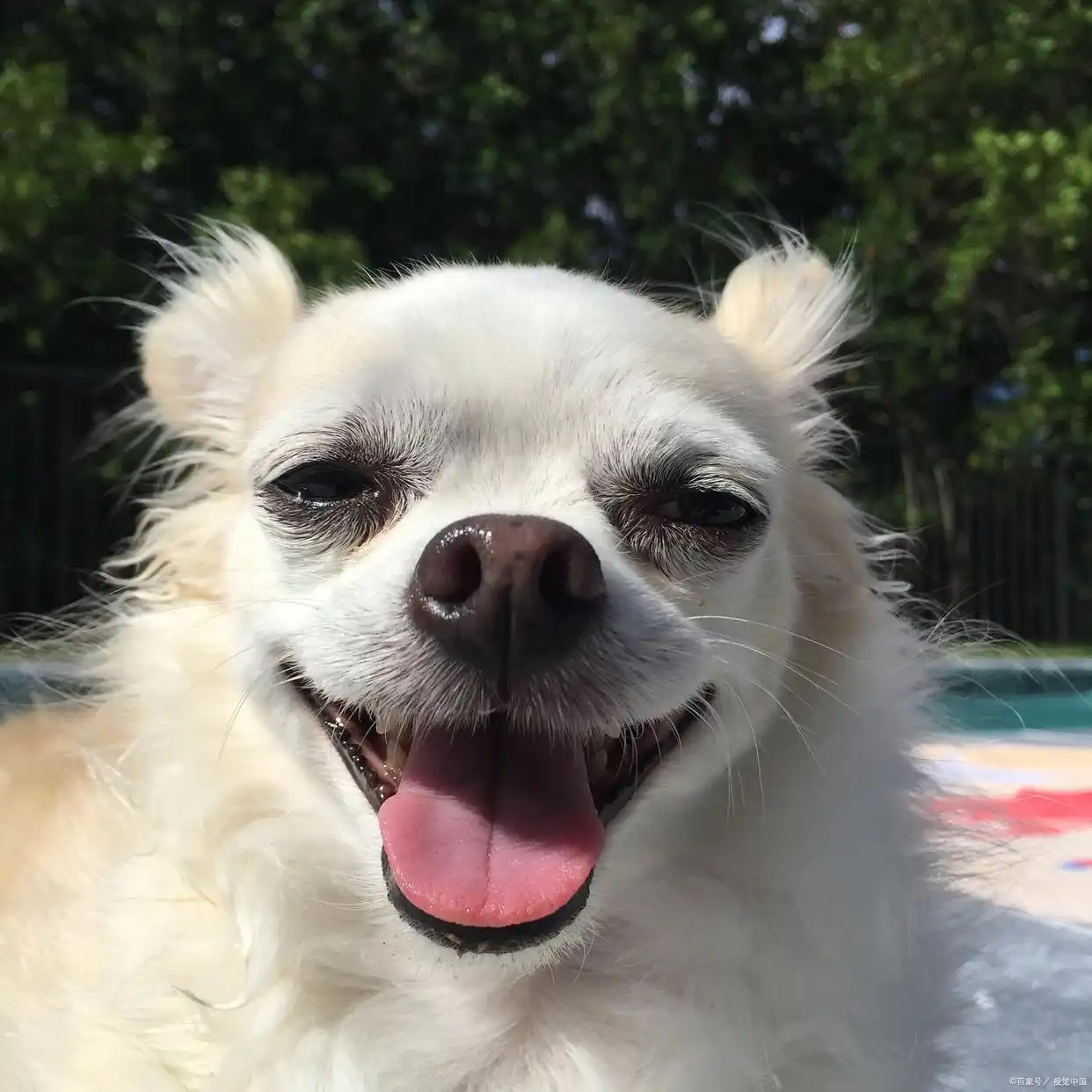 狗狗训练大小便要几天_狗子5天学会上厕所教程_养狗定点如厕训练法