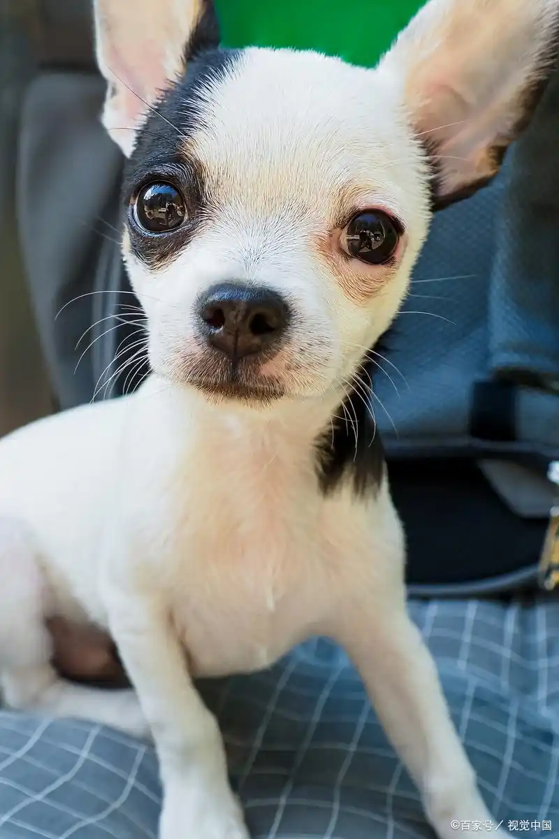 狗狗训练大小便要几天_狗狗几个月能控制大小便_狗狗排便发育时间表