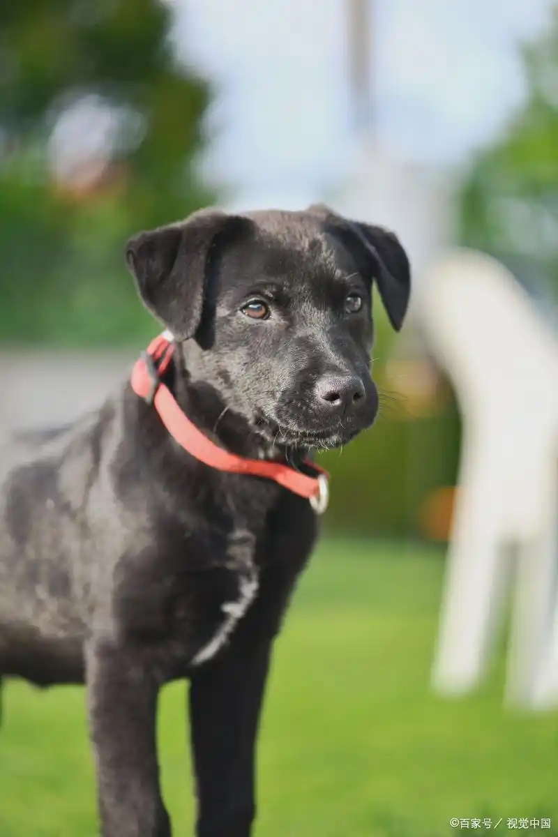 狗狗训练大小便要几天_狗狗排便发育时间表_狗狗几个月能控制大小便