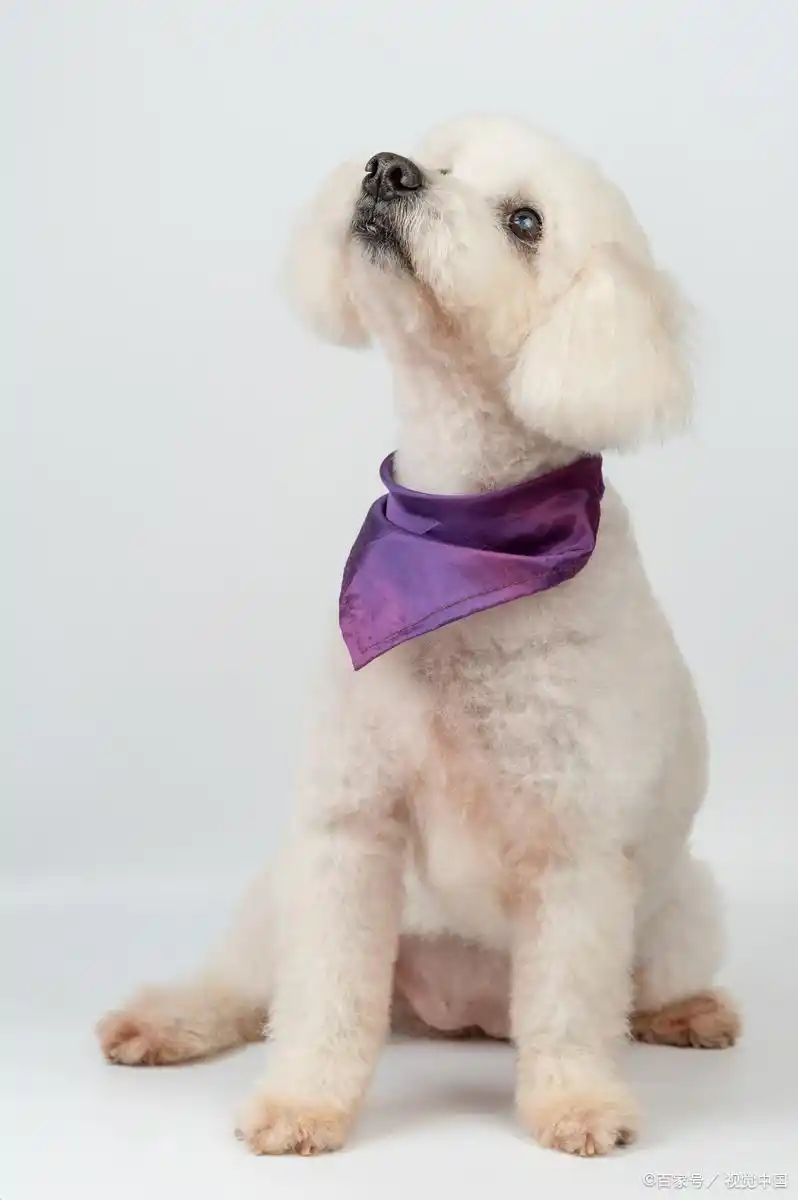 狗狗几个月能控制大小便_狗狗训练大小便要几天_狗狗排便发育时间表